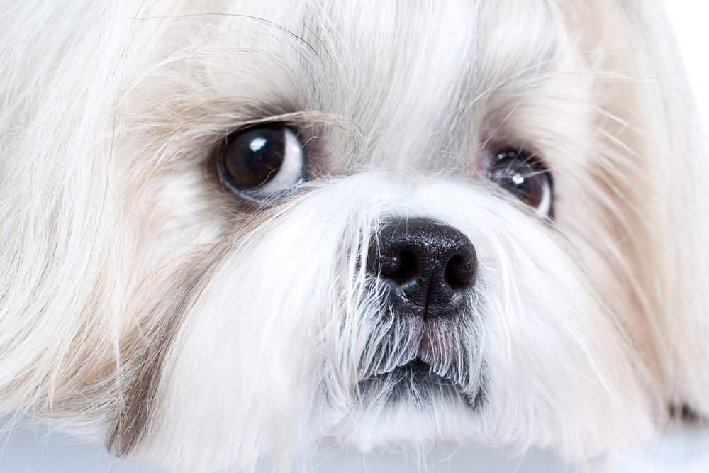 Students’ Union under fire as emotional support dog exposes harsh treatment